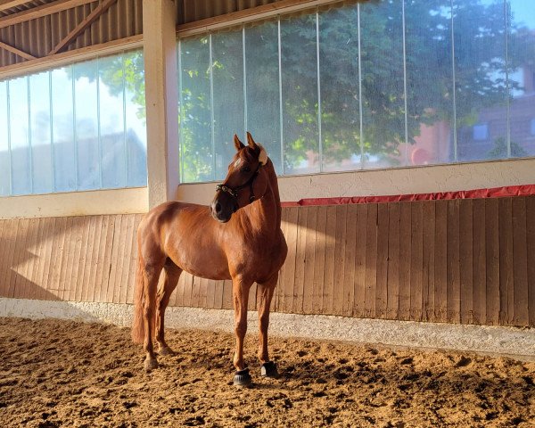 jumper Jonny Zsz (Oldenburg show jumper, 2018, from Vagabond de la Pomme)