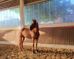 jumper Jonny Zsz (Oldenburg show jumper, 2018, from Vagabond de la Pomme)