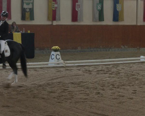 Reitturnier Weikersdorf am Steinfelde 2023