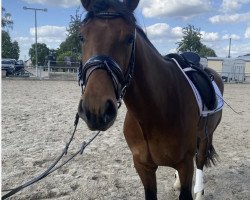 dressage horse Escalon R (Westphalian, 2019, from Escolar)