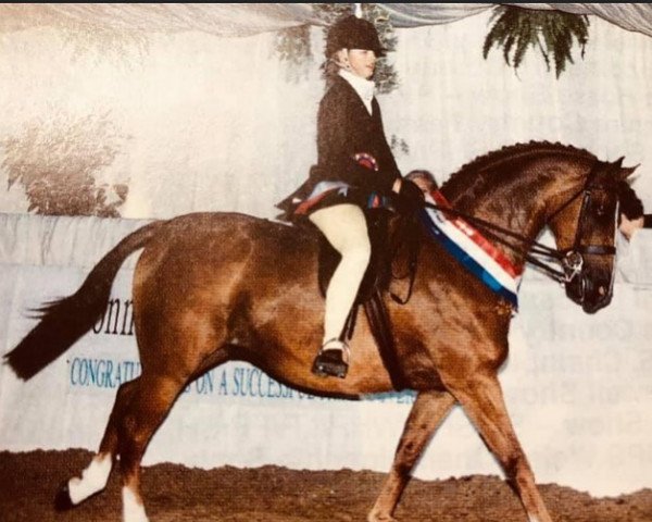 horse Sion St. Daniel (Welsh Partbred, 1994, from Small-Land Mambrino)