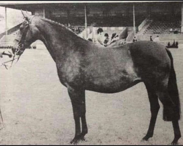 Pferd Twylands Fiesta (Welsh Partbred, 1969, von Solway North Wind)