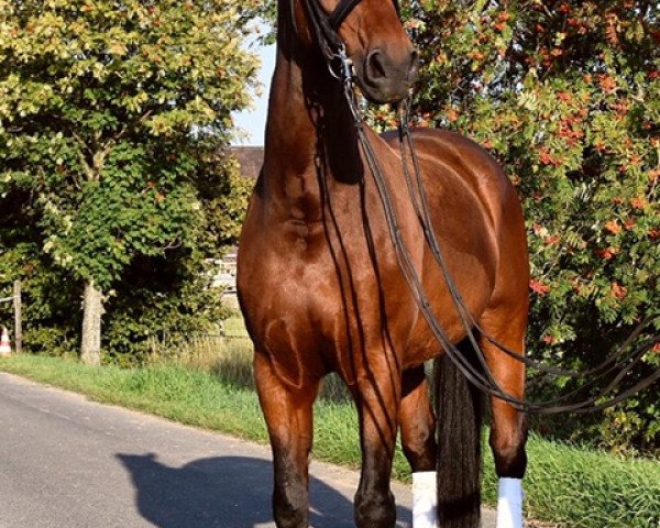 dressage horse Will o the Wisp 4 (Hanoverian, 2001, from Woronow)