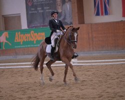 dressage horse Whenever Shakira (Hanoverian, 2011, from Shakespeare in Love)