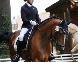 Springpferd Charming 32 (New-Forest-Pony, 2012, von Esse Golden Bigwig)