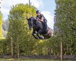 Springpferd Satchma (Bulgarisches Warmblut, 2014, von Cacau 11)