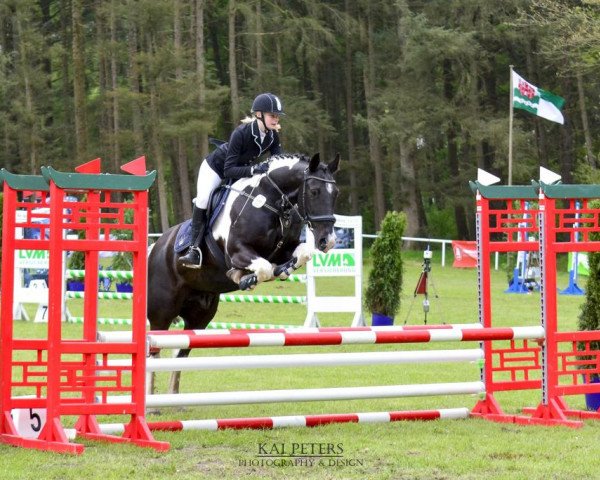 dressage horse Luke 202 (Irish Sport Horse, 2008)