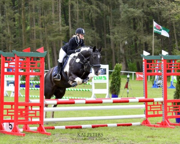 Dressurpferd Luke 202 (Irish Sport Horse, 2008)