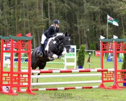 dressage horse Luke 202 (Irish Sport Horse, 2008)