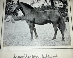 stallion Lichtwark (Holsteiner, 1945, from Lichtblick)