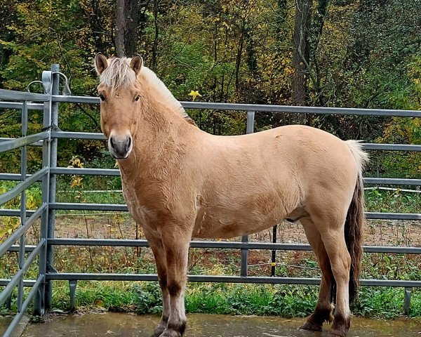 horse Kjårr (Fjord Horse, 2017, from Kjartan)