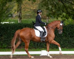 dressage horse Falco (Oldenburg, 2012, from Fürst Grandios)