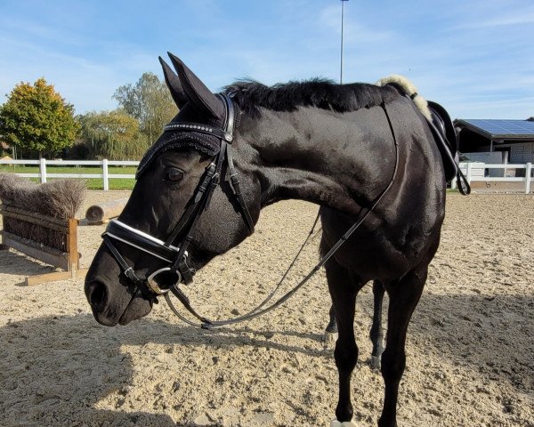 dressage horse Fortesa (German Sport Horse, 2015, from Van Vivaldi)