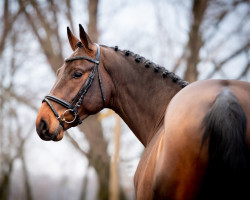 Springpferd More Than Special Mg (KWPN (Niederländisches Warmblut), 2017, von I'm Special de Muze)