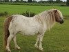 Zuchtstute Meerhusen’s Holly (Shetland Pony,  , von Obelix v. Hoeve Eelwerd)