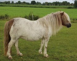 broodmare Meerhusen’s Holly (Shetland Pony,  , from Obelix v. Hoeve Eelwerd)