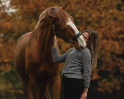 jumper Björn Z (Zangersheide riding horse, 2011, from Bustique)