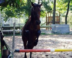 dressage horse Roncalli Royal (Oldenburg, 2010, from Royal Doruto OLD)