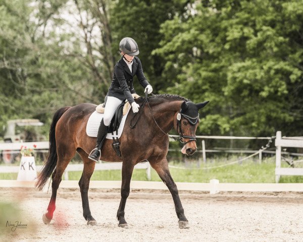 dressage horse La Guapa (Oldenburg, 2000, from Lanciano)