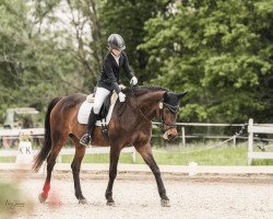 dressage horse La Guapa (Oldenburg, 2000, from Lanciano)