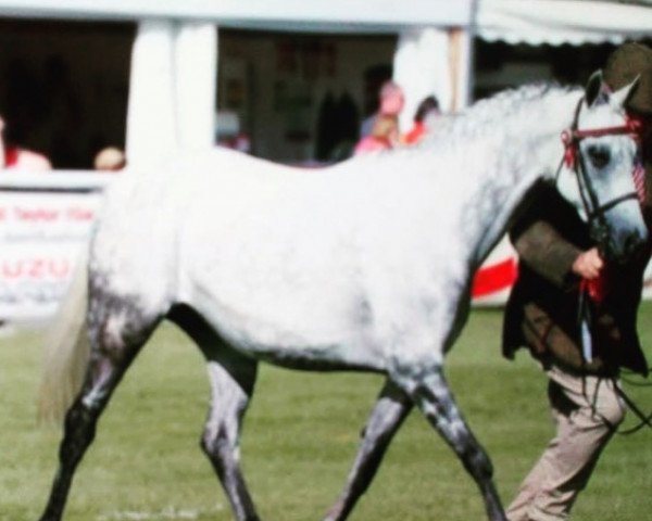 horse Litton Perdita (British Riding Pony, 2011, from Llanarth Aristocat)