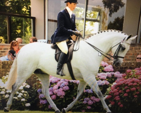 Pferd The Philanderer (British Sport Horse, 2001, von Kilvington Scoundrel)