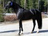 stallion Urgus Priba 118 FIN (KWPN (Royal Dutch Sporthorse), 2001, from Welt Hit II)