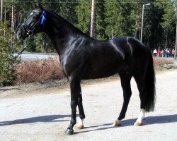 stallion Urgus Priba 118 FIN (KWPN (Royal Dutch Sporthorse), 2001, from Welt Hit II)