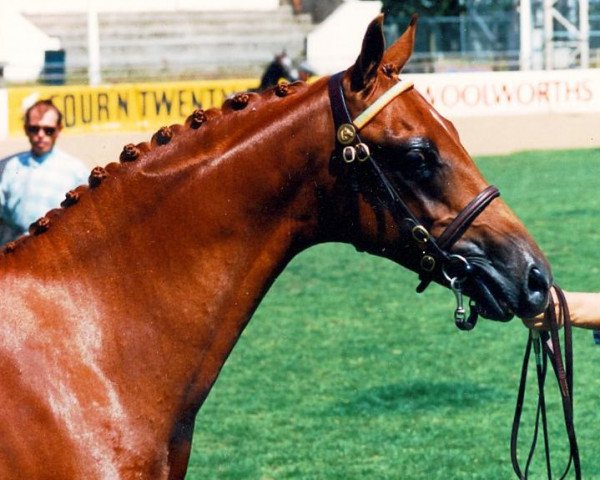 stallion Syon Royal Portrait (Welsh Partbred, 1990, from Sandbourne Royal Ensign)