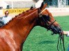 stallion Syon Royal Portrait (Welsh Partbred, 1990, from Sandbourne Royal Ensign)