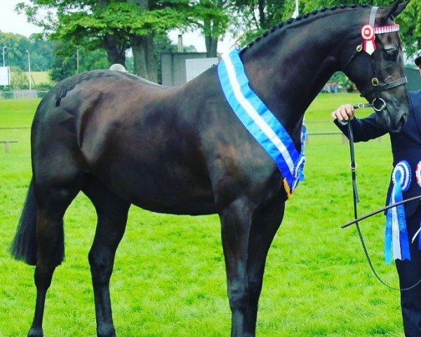 Pferd Tuscany Take That (British Sport Horse, 2016, von Royalwood Boy Soprano)