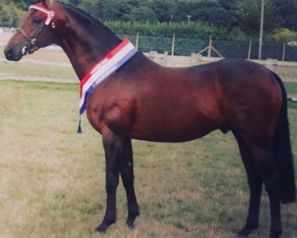 horse Whalton Above Suspicion (British Riding Pony, 2002, from Kilvington Scoundrel)