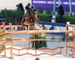 jumper Cor-Leon VD Vlierbeek Z (Zangersheide riding horse, 2010, from Calvaro Z)