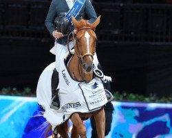 Zuchtstute Iron Dames Dubai du Cedre (Selle Français, 2013, von Baloubet du Rouet)