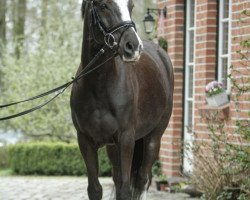 dressage horse Van Helsing S (German Riding Pony, 2011, from Valido's Highlight)