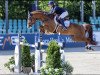 stallion Chageorge (Oldenburg show jumper, 2015, from Chacco-Blue)