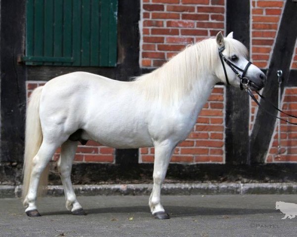 stallion Krümel (Shetland Pony, 1990, from Kobold)