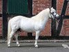 stallion Krümel (Shetland Pony, 1990, from Kobold)