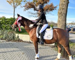 dressage horse Crown of Royal H (German Riding Pony, 2017, from Ceylon E)