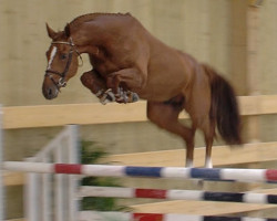 stallion Intrepide Colmont Z (Zangersheide riding horse, 2015, from I'm Special de Muze)