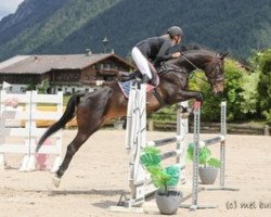 jumper I'm Very Special SGT Z (Zangersheide riding horse, 2017, from I'm Special de Muze)