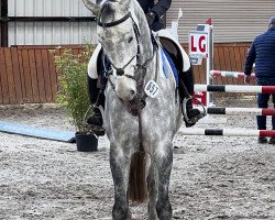 jumper Quality Bec (Hanoverian, 2016, from Quality Time)