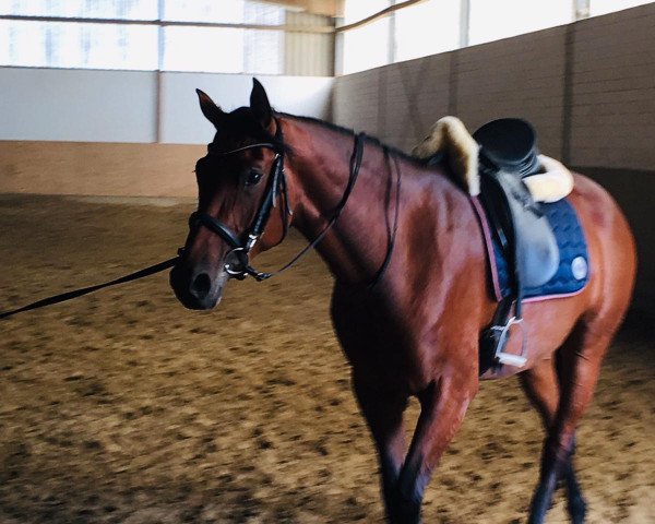 dressage horse Fiola 124 (Hanoverian, 2016, from Tannenhof's Fahrenheit)