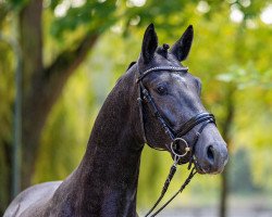 Dressurpferd Inspektor (Trakehner, 2021, von Dezember)