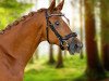 dressage horse Hyltonius (Trakehner, 2021, from Imperio 3)