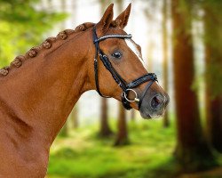 dressage horse Hyltonius (Trakehner, 2021, from Imperio 3)