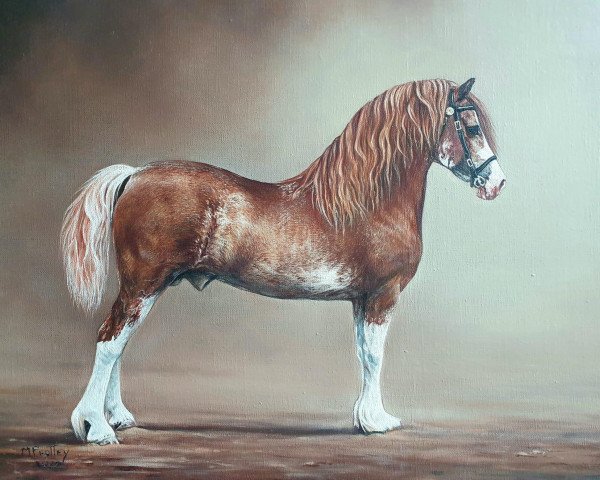 stallion Danaway Tango (Welsh-Cob (Sek. D), 1995, from Tireinon Triple Crown)
