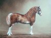 stallion Danaway Tango (Welsh-Cob (Sek. D), 1995, from Tireinon Triple Crown)