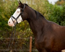 Zuchtstute Happy Forty (Trakehner, 2014, von Dürrenmatt (ex Domino))