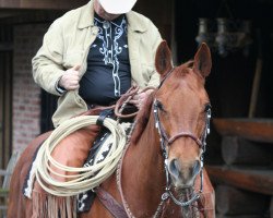 horse Specials Summertime (Quarter Horse, 2010, from HL Specialist)